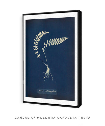 Anna Atkins VIII