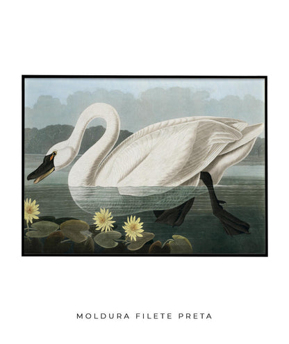Cisne Branco