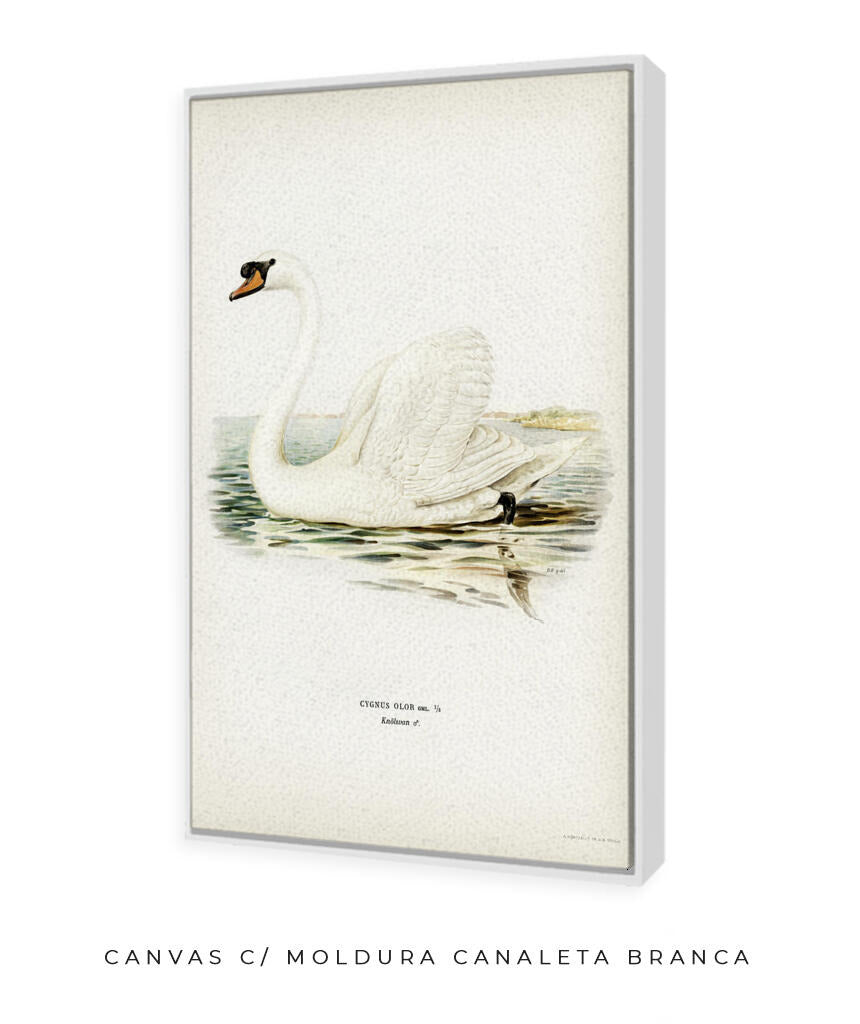 Cisne Branco II