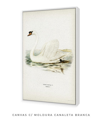 Cisne Branco II