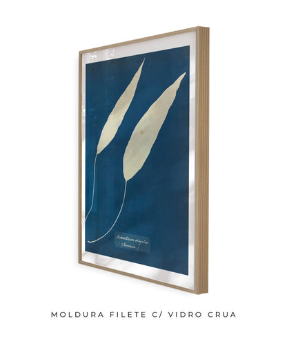 Anna Atkins V